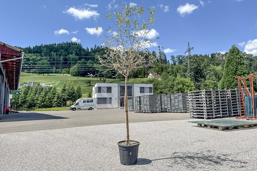 Grünpflanze Olea Europaea Leccino